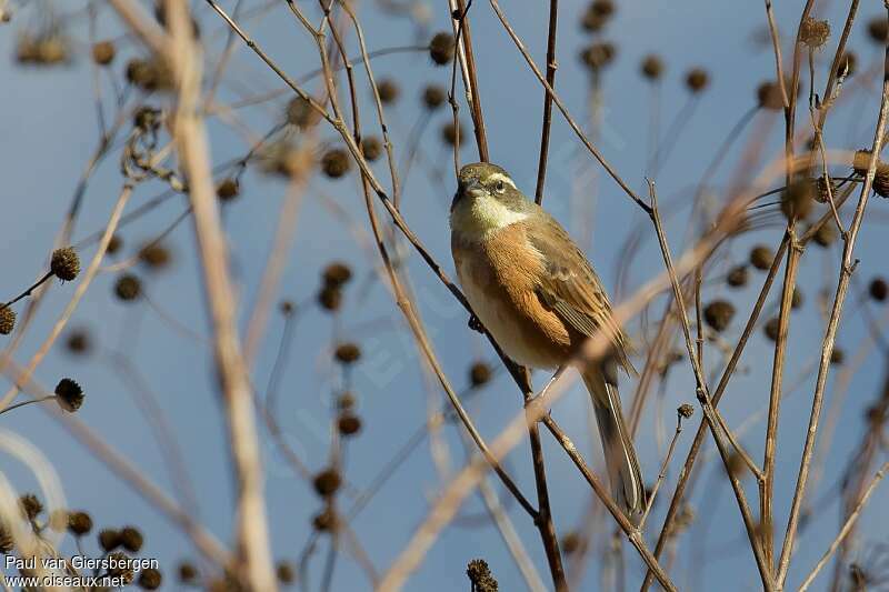 Bolivian Warbling Finchadult