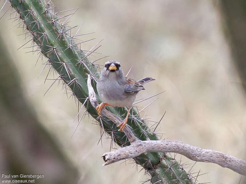 Little Inca Finchadult, close-up portrait