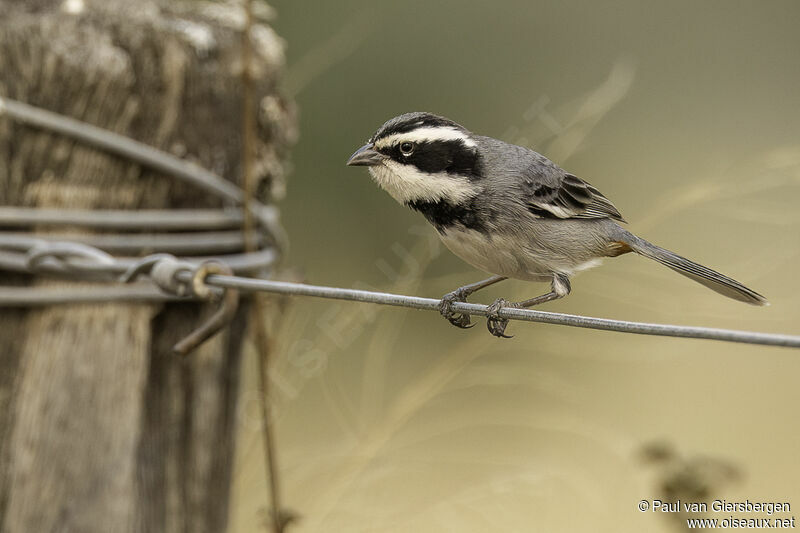 Ringed Warbling Finchadult