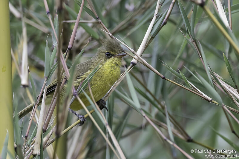 Mountain Yellow Warbleradult