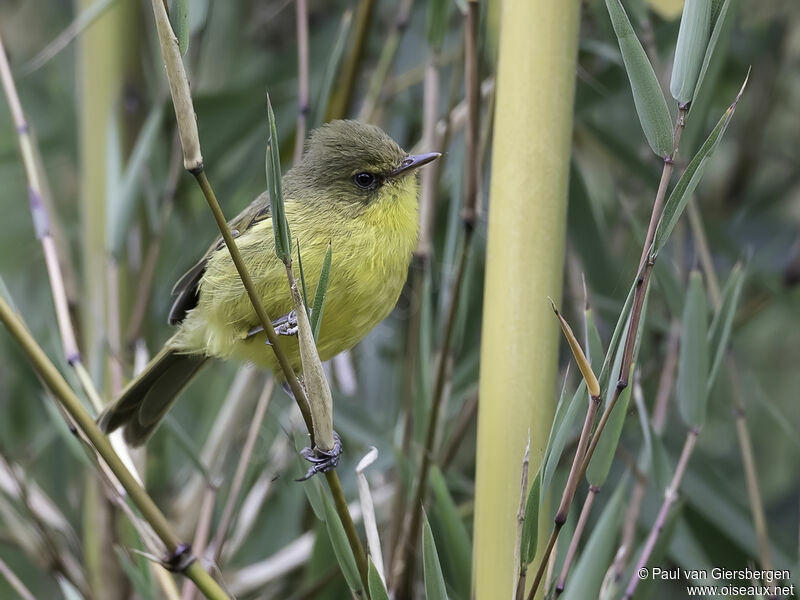 Mountain Yellow Warbleradult