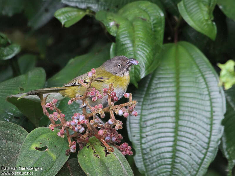 Common Bush Tanageradult, feeding habits