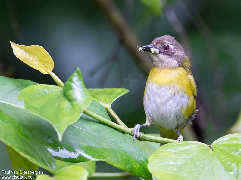 Common Bush Tanageradult, feeding habits, Behaviour