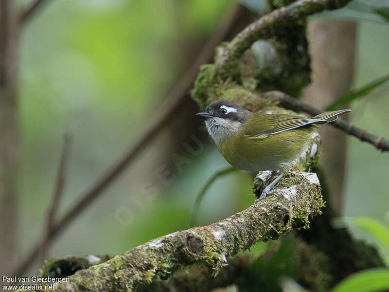 Common Bush Tanageradult, identification