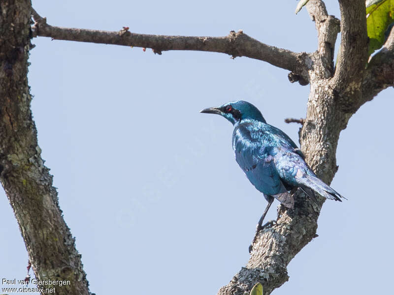 Sharp-tailed Starling