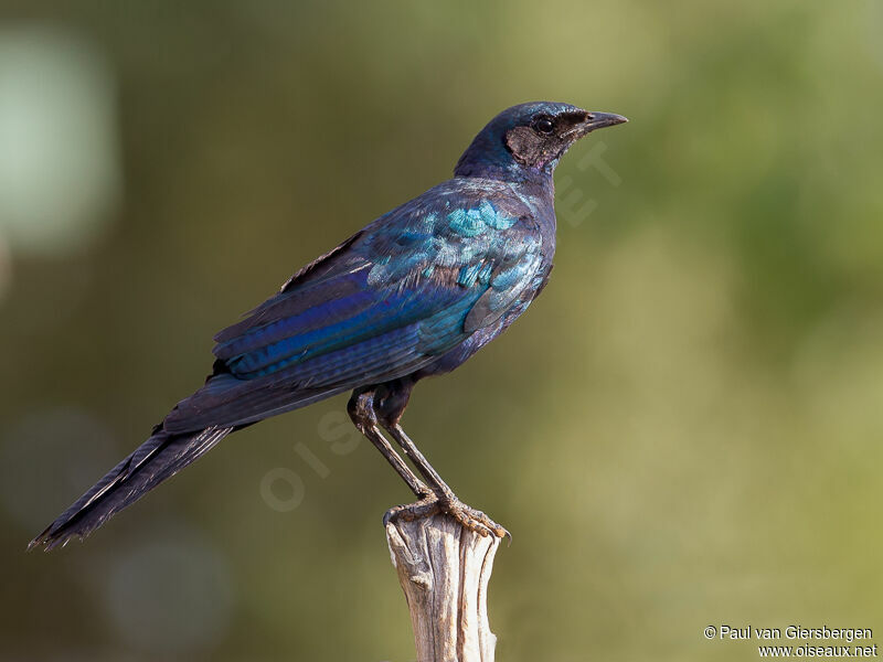 Burchell's Starling