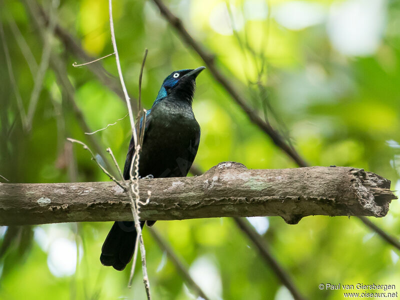 Principe Starling