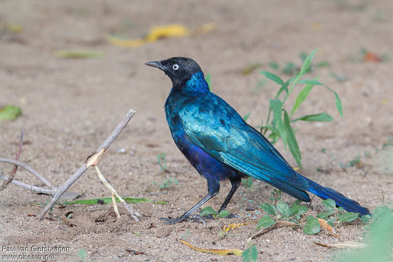 Rüppell's Starlingadult breeding, identification