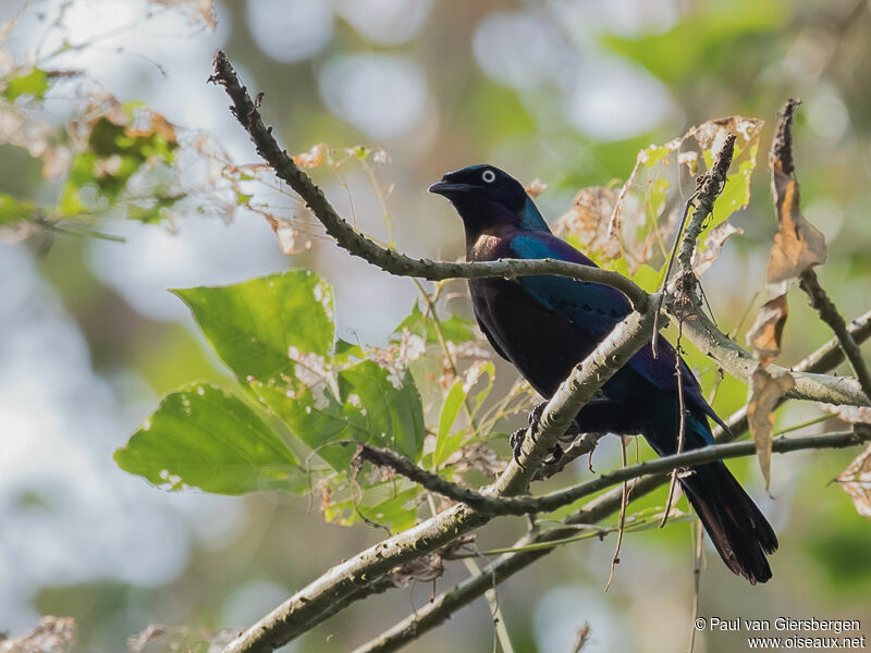 Splendid Starling