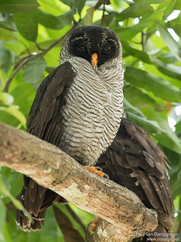 Black-and-white Owladult