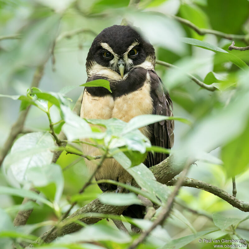 Spectacled Owladult