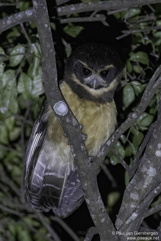 Tawny-browed Owladult