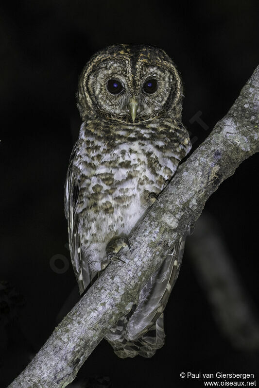 Rusty-barred Owladult