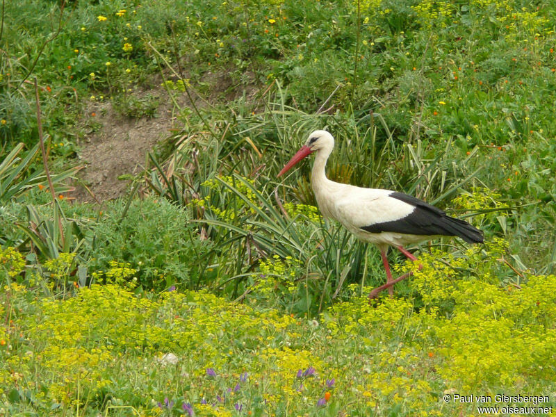 White Stork