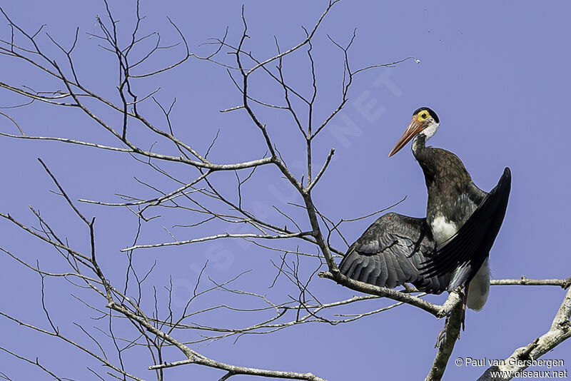 Cigogne de Stormadulte