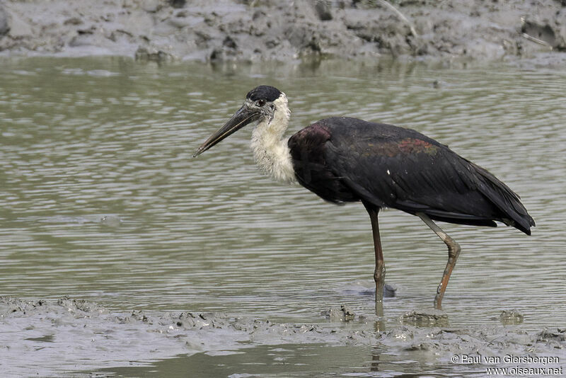 Cigogne épiscopaleadulte