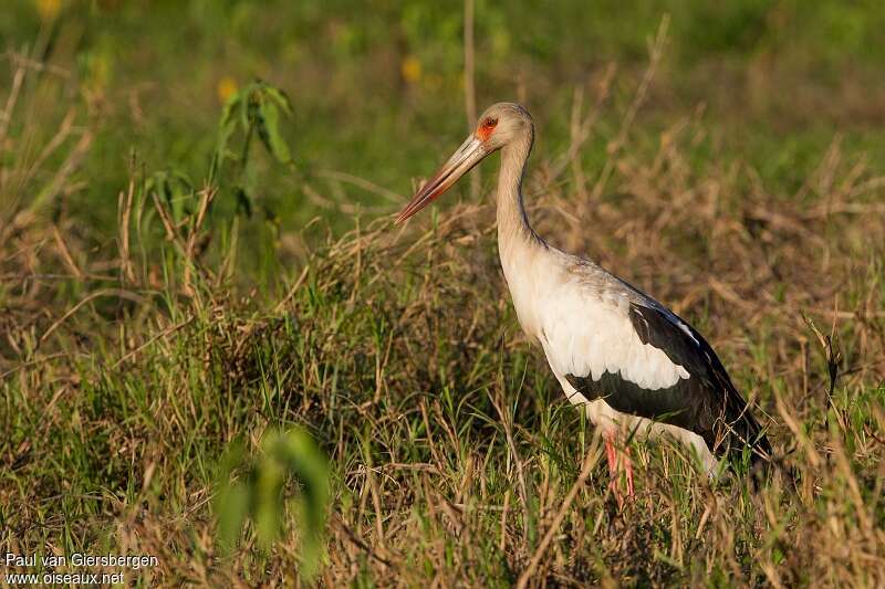 Cigogne maguariadulte, pigmentation