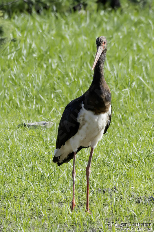 Cigogne noireadulte