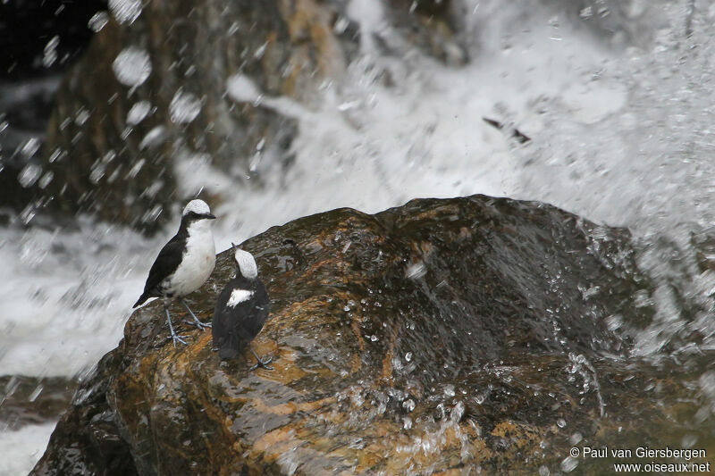 White-capped Dipper