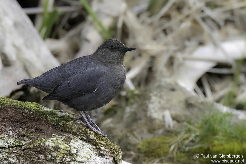 American Dipperadult