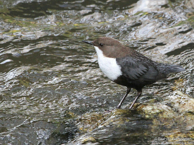 White-throated Dipper