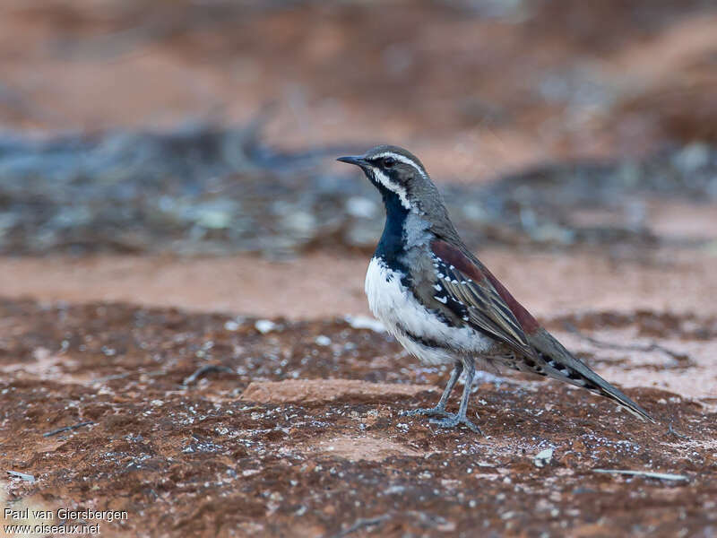 Chestnut Quail-thrush male adult, identification