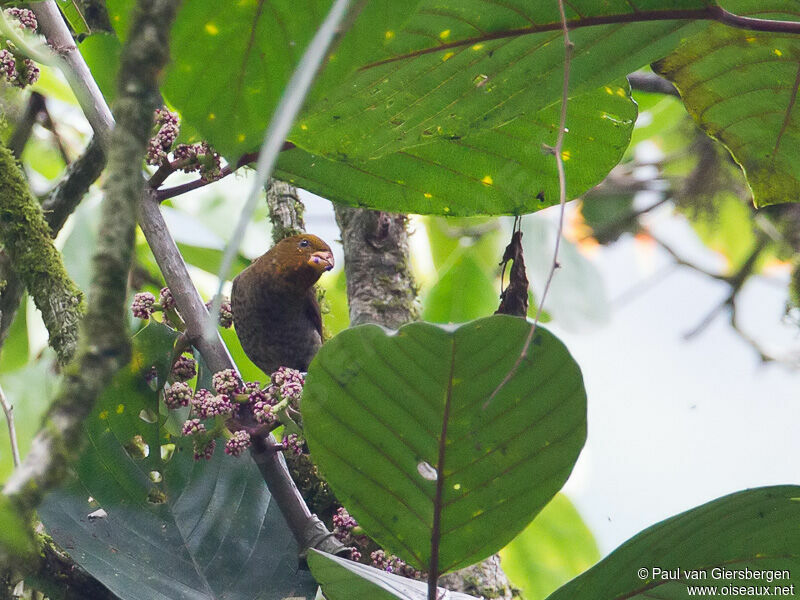 Cipaye écarlateimmature, identification