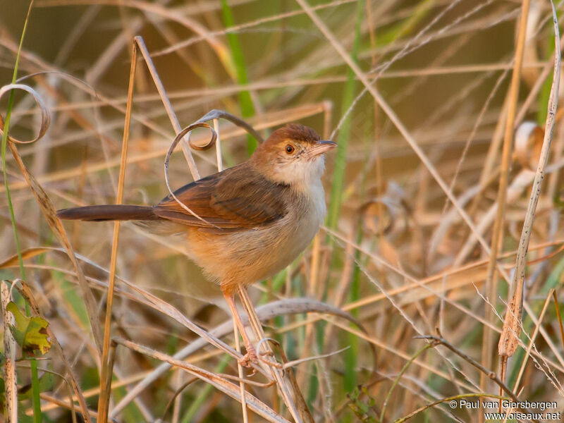 Short-winged Cisticola