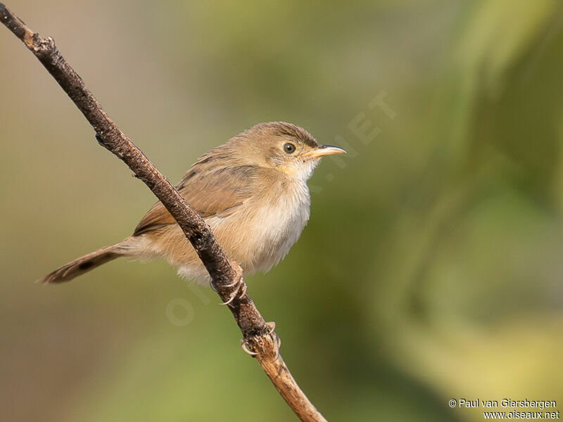 Short-winged Cisticolajuvenile