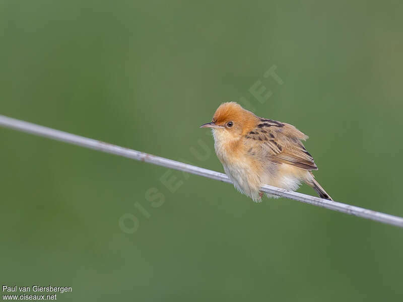 Golden-headed Cisticolaadult, identification