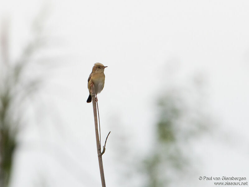 Golden-headed Cisticola