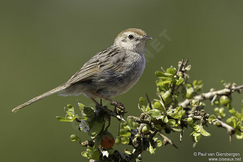 Grey-backed Cisticolaadult