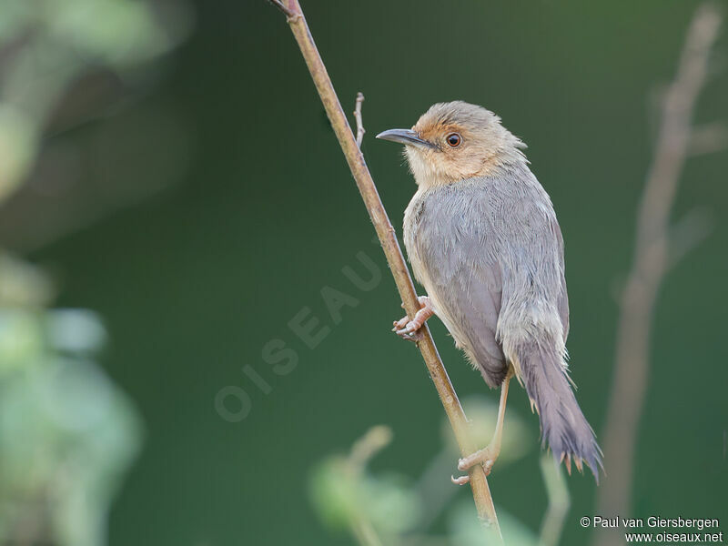 Red-faced Cisticolaadult