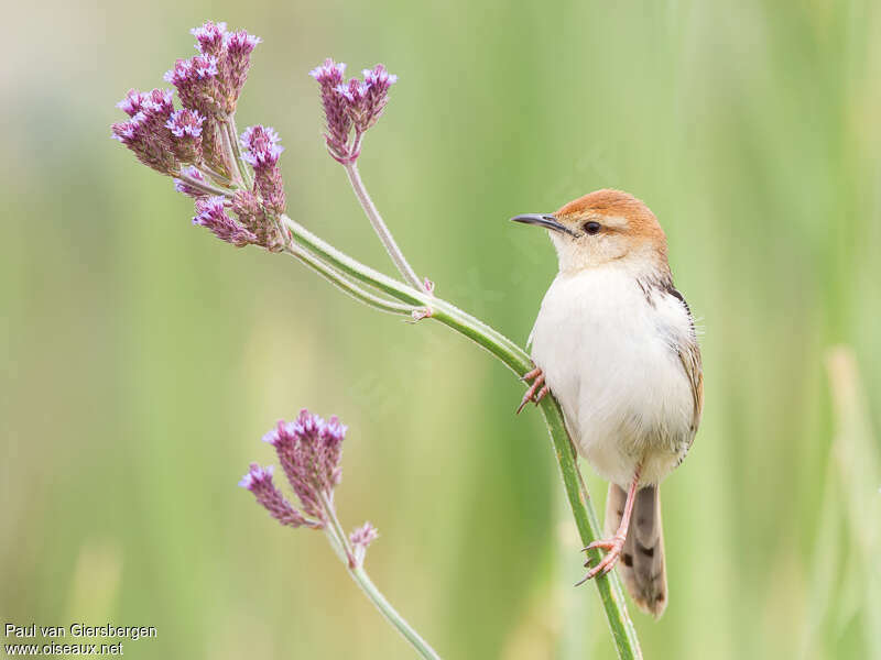 Levaillant's Cisticola, close-up portrait