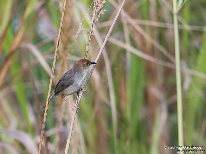 Chattering Cisticola