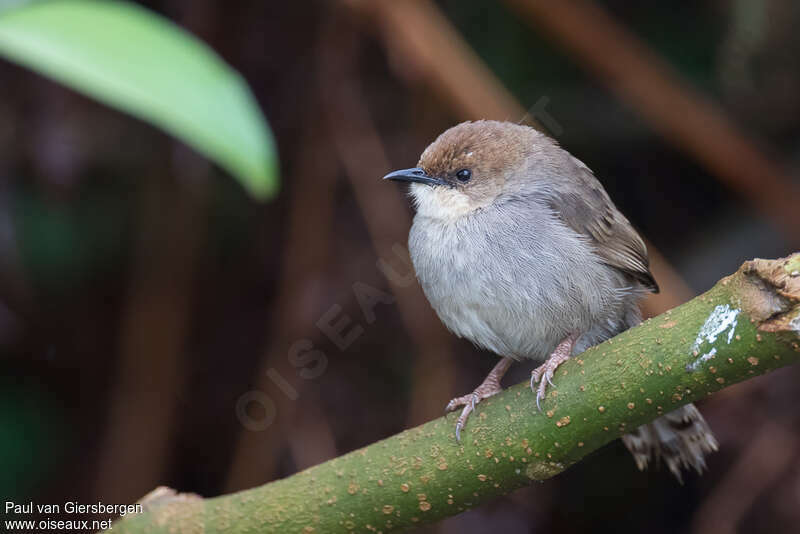 Hunter's Cisticolaadult, close-up portrait