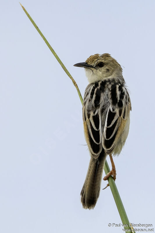 Luapula Cisticolaadult