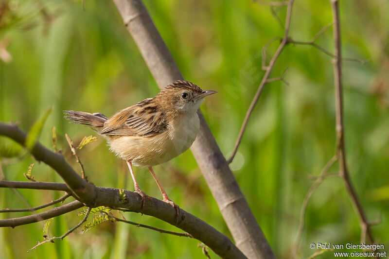 Zitting Cisticola