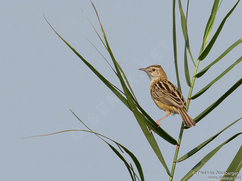 Zitting Cisticola