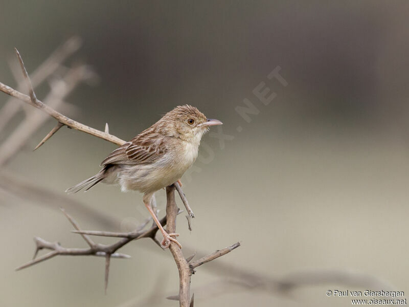 Desert Cisticola