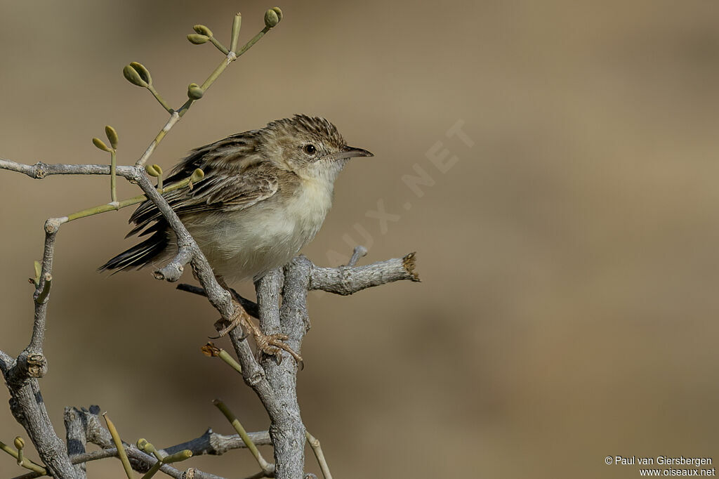 Desert Cisticolaadult