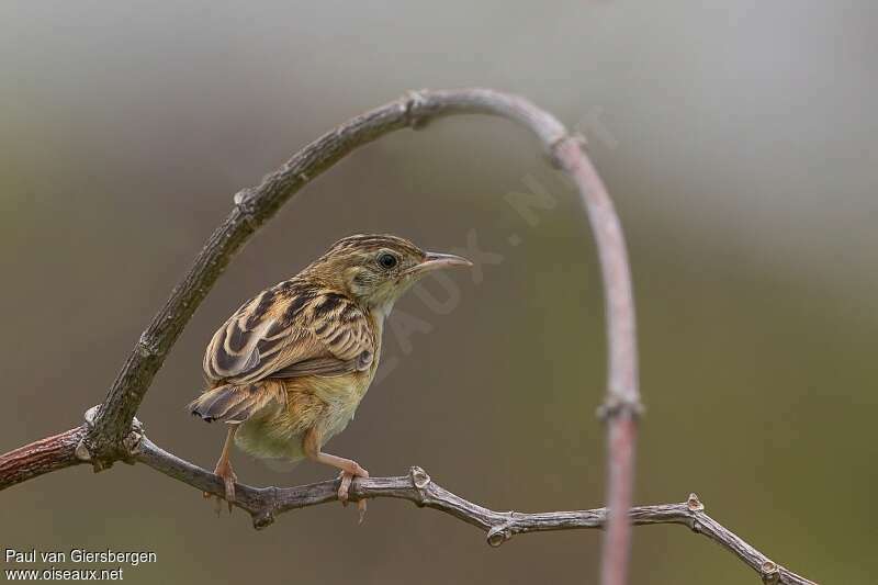 Wing-snapping Cisticola, identification