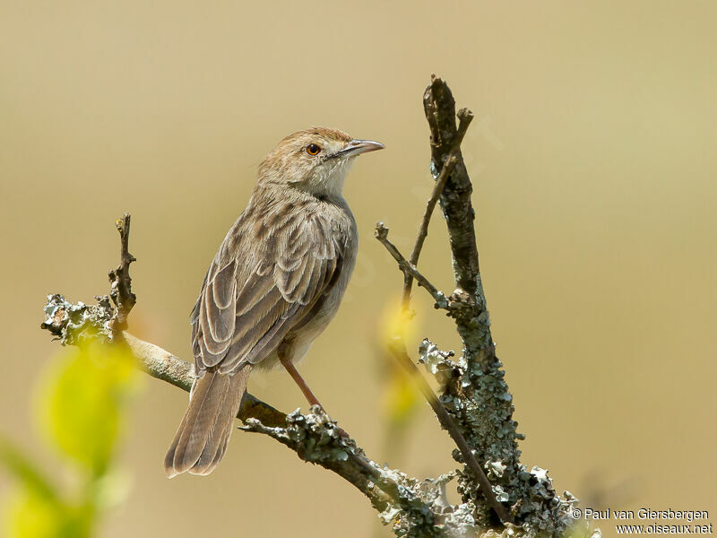 Rattling Cisticolaadult