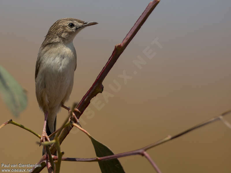 Madagascar Cisticolaadult, close-up portrait