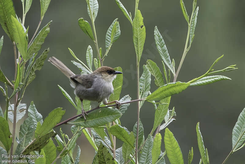 Black-lored Cisticolaadult, identification