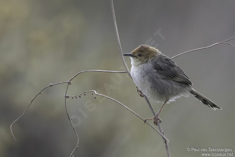 Churring Cisticolaadult