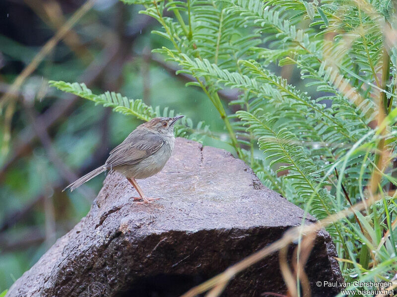 Rock-loving Cisticola