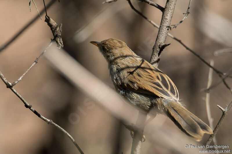 Chirping Cisticola