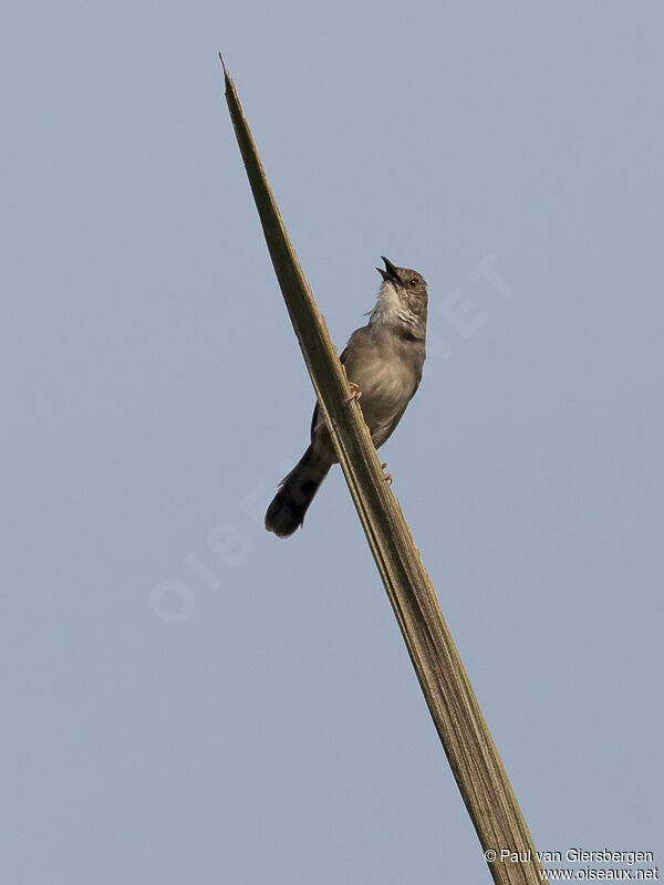 Whistling Cisticolaadult, identification