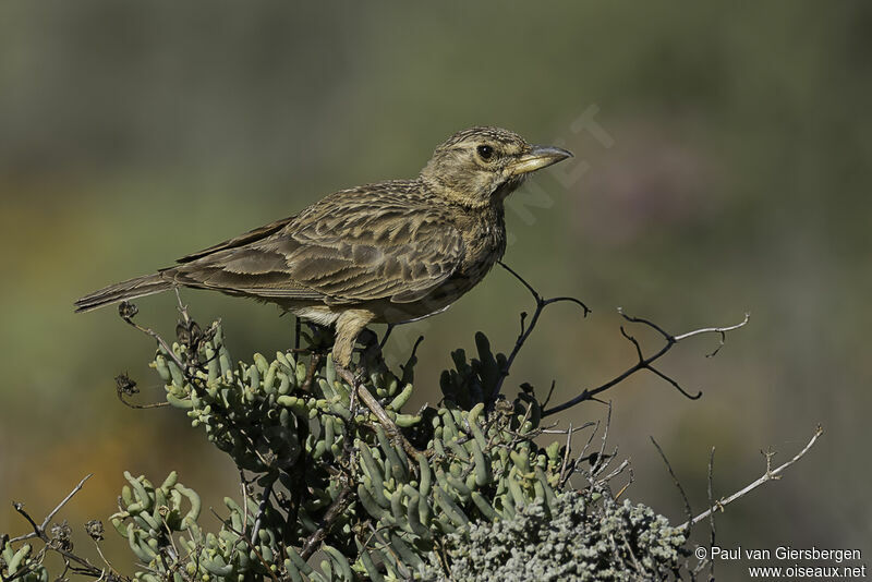 Large-billed Larkadult